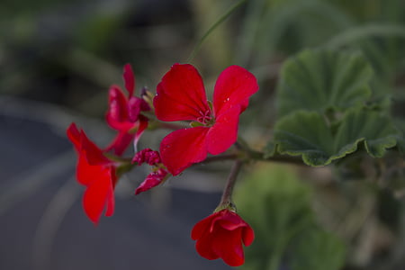 kukka, Luonto, Flora, punainen