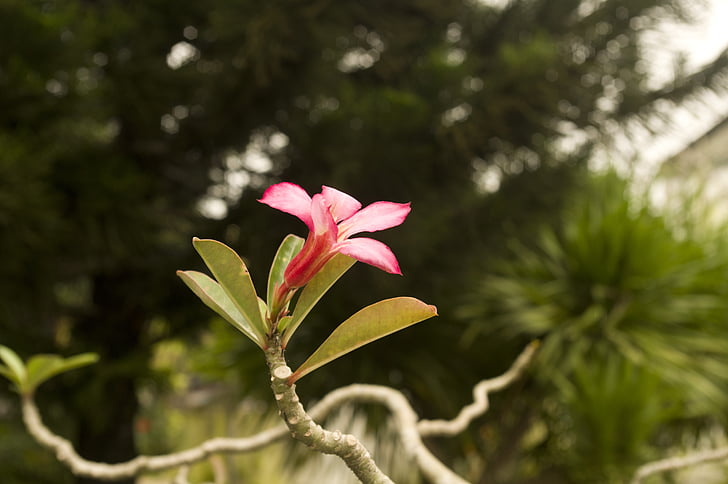 flower, southeast asia, tropical flower