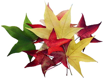 Javor, lišće, šarene, prikupiti, izolirani, pojavljuju, jesen
