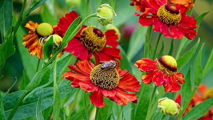 flors amb abella, abella, insecte, flor, flor, tancar, pol·len