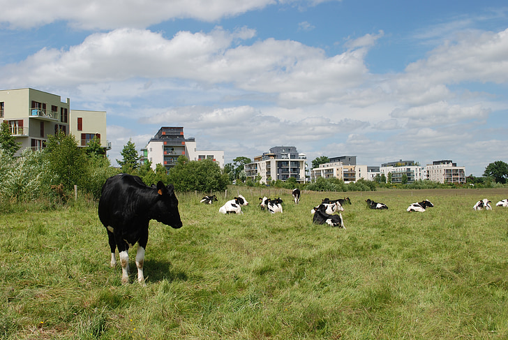cows, buildings, field, fields, fields in town, zac, archipelago city