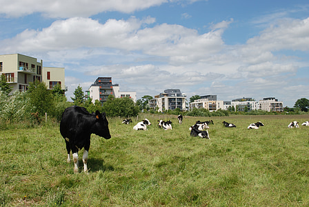 kravy, budovy, pole, polia, polia v meste, Zac, súostrovie city