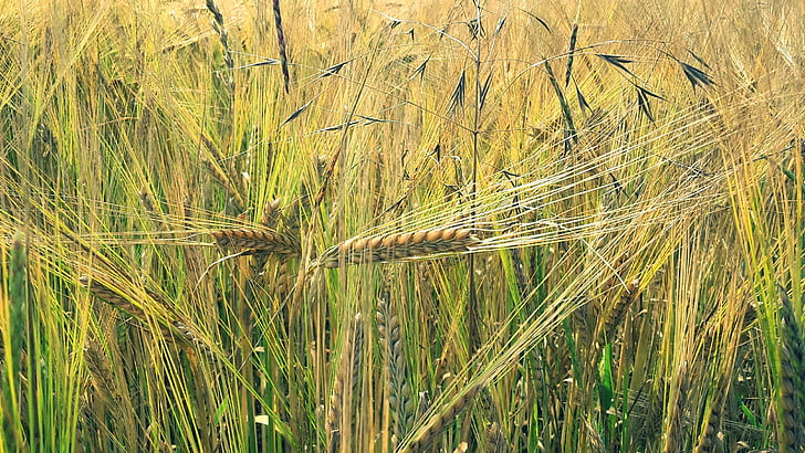 ladang jagung, jelai, biji-bijian pertanian, panen, bidang, tumbuhan alami, halme