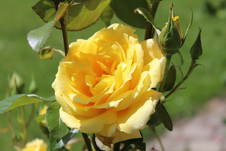 Rose, jaune, fleur, nature, légèreté, belle, rose jaune
