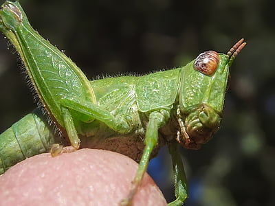 belalang nimfa, hijau, alam, serangga, satwa liar, makro, bug