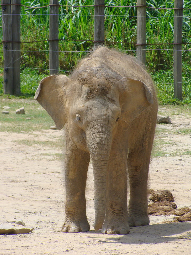 Baby elephant, Zoo, däggdjur, proboscidians, elefant