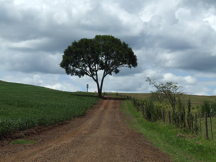 tree, road, landscape, path, farm, dirt road, roça