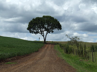 boom, weg, landschap, pad, boerderij, onverharde weg, Roça