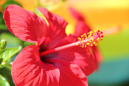 bunga, merah, Kembang Sepatu, Blossom, mekar, Malvaceae, Benang Sari