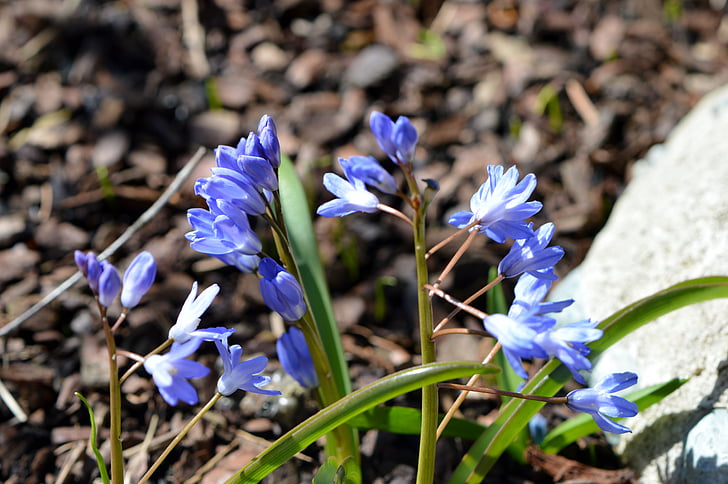 kukka, sininen, Luonto, Sulje, Bloom