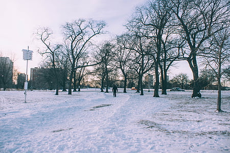 čovjek, hodanje, snijeg, polje, u okruženju, leafless, stabla