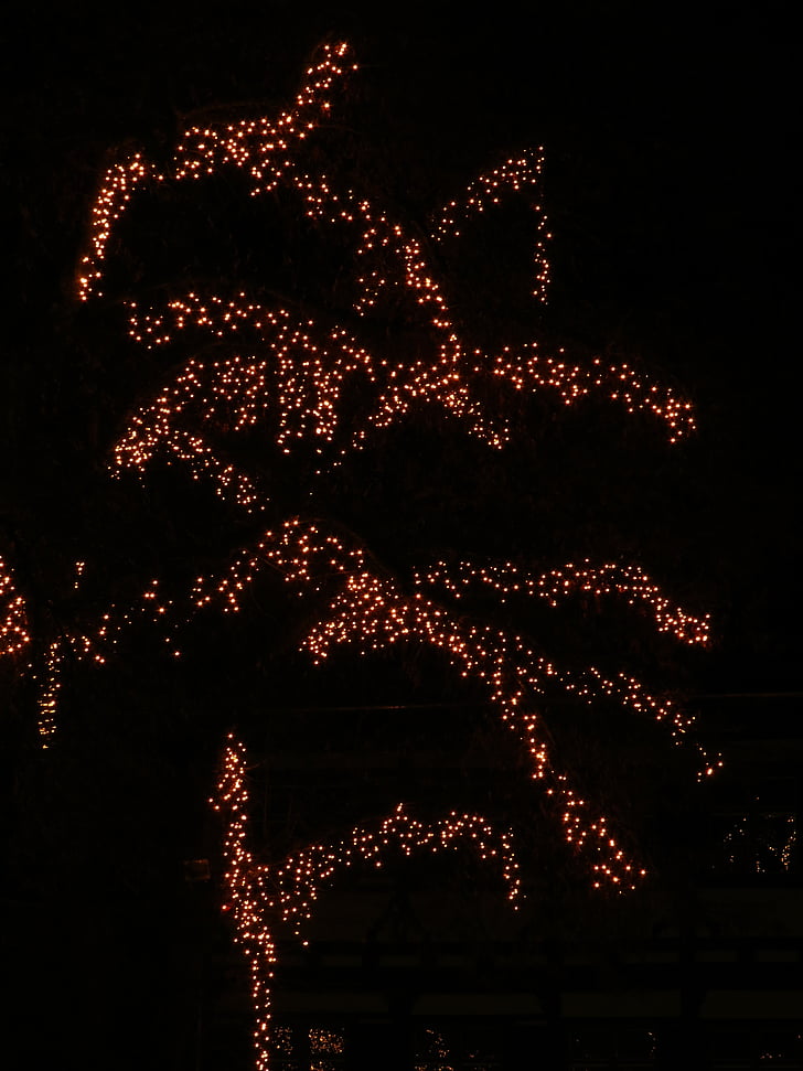 arbre, Déco, décoration, lumières, lichterkette, nuit, sombre