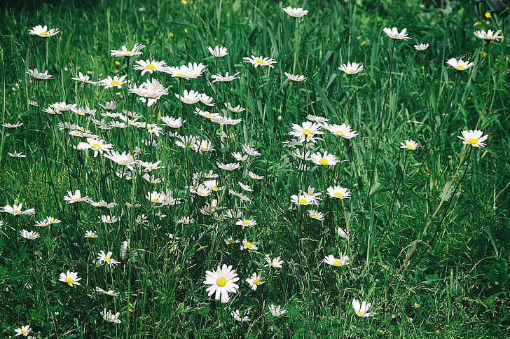 bunga, rumput, Daisy