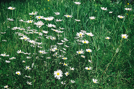 flors, herba, Margarida