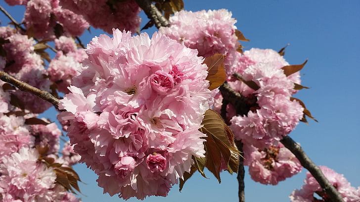 jaro, květiny, Třešňové květy, světlé, růžová, Květinový strom