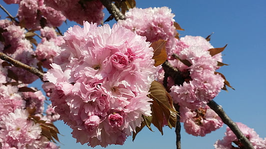 Primavera, flores, flores de cereja, brilhante, -de-rosa, árvore de flor
