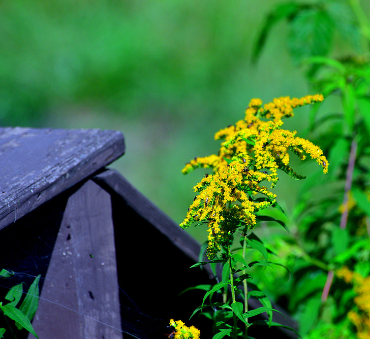 goldenrod, weed, flower, yellow