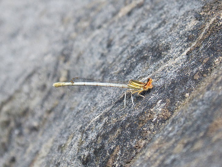 Dragonfly putih, damselfly, batu, platycnemis acutipennis