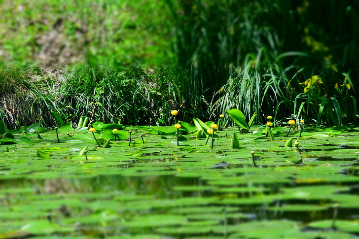 Ninfea gialla, verde, acqua, natura, colore verde, stagno, foglia