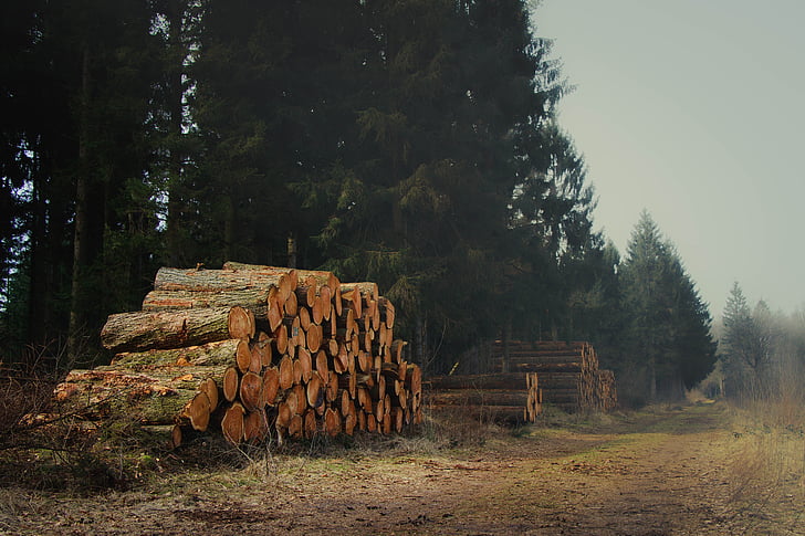 lumber, landscape, wood, nature, pile, forest, tree