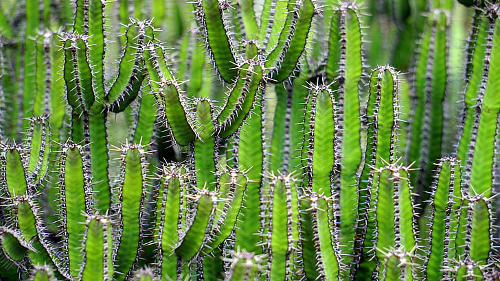 Cactus, vert, fleur, piquant, Couleur, nature, plante