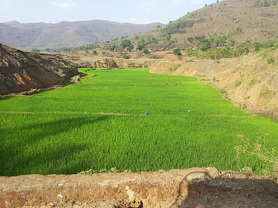 paddy, field, landscape, green, scenery, agricultural, farmland
