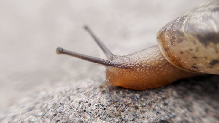 macro, slug, snails, cell phone cameras