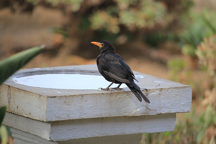 Blackbird, alam, burung, satwa liar, paruh, di luar rumah, musim panas
