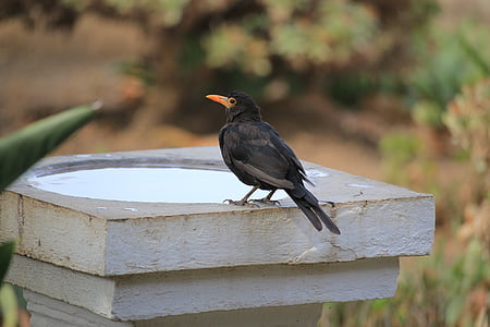 Blackbird, Príroda, vták, voľne žijúcich živočíchov, zobák, vonku, letné