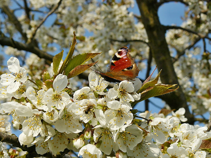 våren, blomma, vit, pollen, insekt, Cherry, naturen