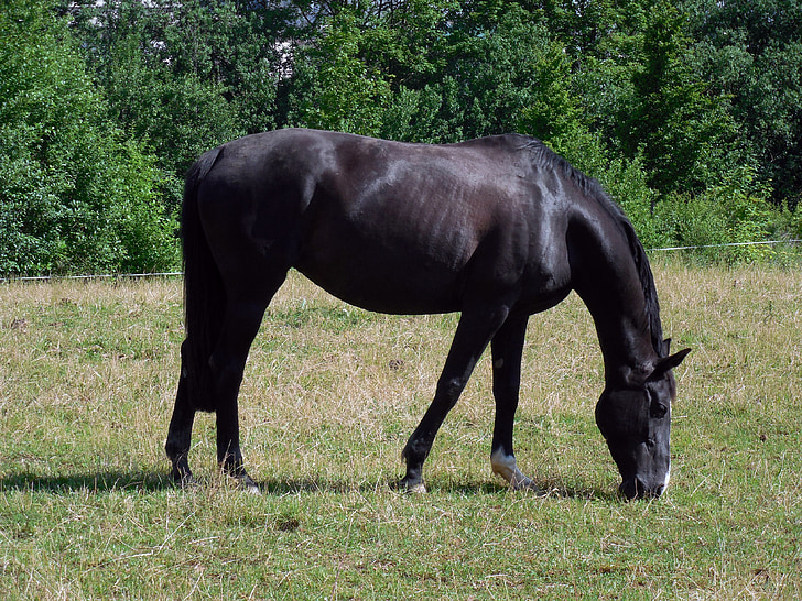 horse, friendly, equestrian, graceful, pferdeportait, pasture, graze