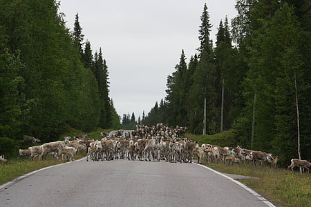 reindeer, road, horse-sleigh