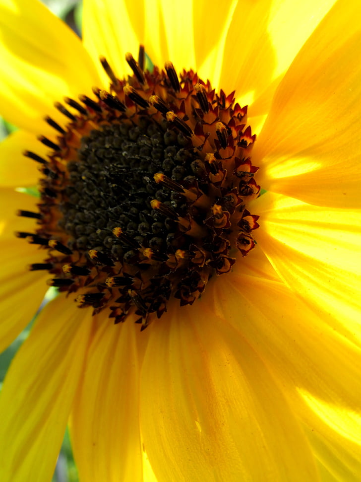 Sun flower, květ, Bloom, závod, léto, Příroda