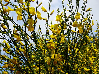 vassoura, Bush, arbusto de carqueja, flores, amarelo, natureza, jardim