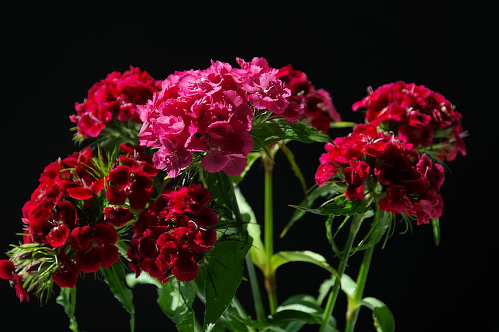 Sweet william, inflorescências, flores, roxo, vermelho, -de-rosa, planta ornamental