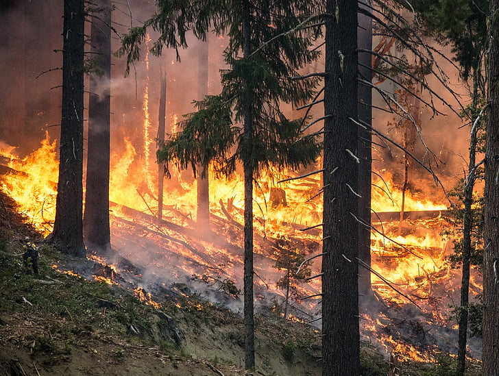 lesní požár, požár, Blaze, kouř, stromy, teplo, vypalování