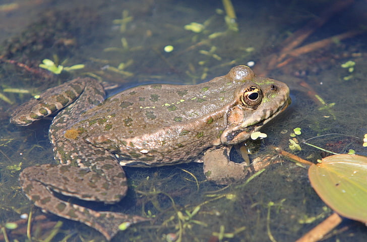 frog, animal, amphibian, water, swimming, pond, close-up