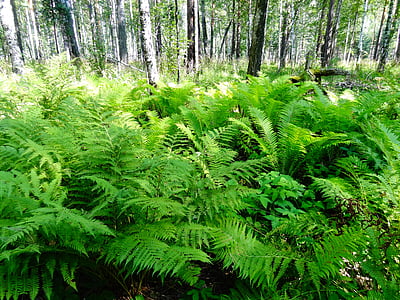 nature, forest, summer, grass, tree, green Color, fern