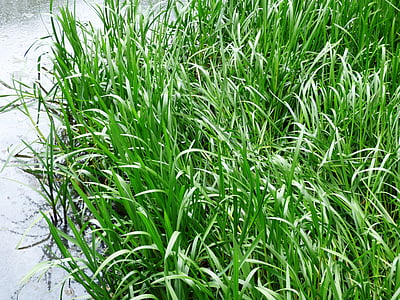 Grass, Binsen, Vegetation, See, Das taj, Wasser, Reflexion