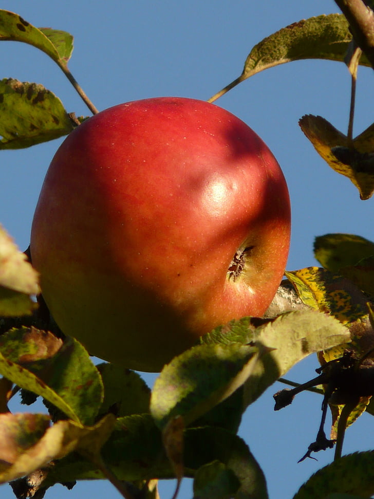 obuolių, vaisių, obelis, prinokusių, raudona, mielas, skanus