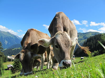 cows cow, austria, pasture, sky, blue, landscape, mountain meadows