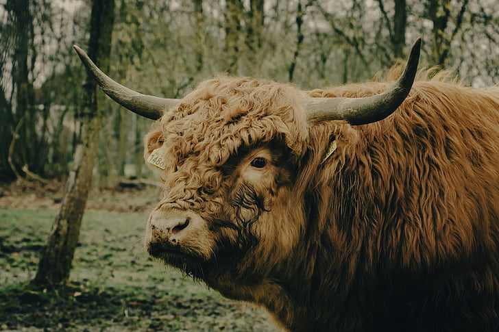Cow, Scot, Highlander, Skottland, djur, naturen, Bull