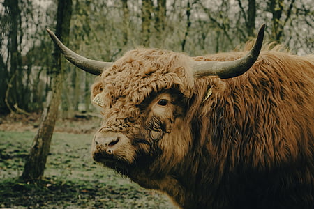 tehén, Scot, Hegylakó, Skócia, állat, természet, bika