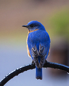 ptak, Bluebird, perching bluebird, Bluebird na okonia, Natura, niebieski, zwierząt