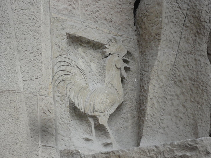 Gaudi, Quận Sagrada familia, con gà trống