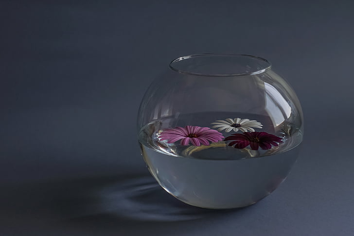 Σύνθεση, λουλούδια, ένα σκάφος γυαλιού, νερό, Νεκρή φύση, διακόσμηση, γυαλί - υλικό