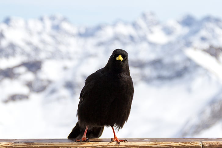 Alpenkrähe, Vogel, Angry Birds, Dohle, Bergdohle, Alpine, Nebelhorn