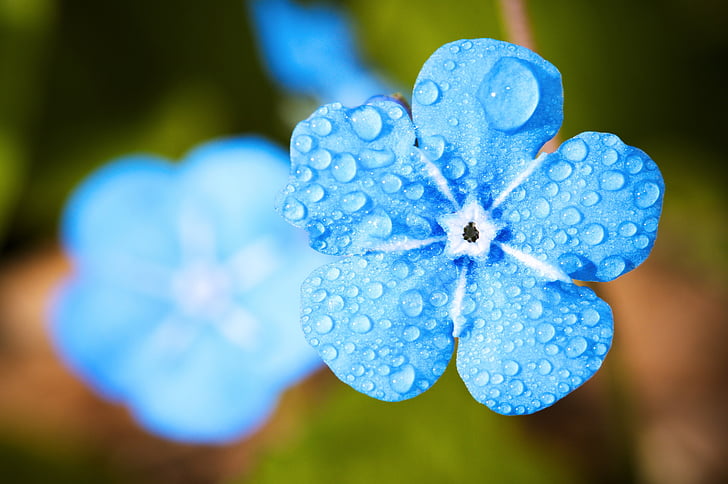 flower, macro, forget, drip, water, rain, dew