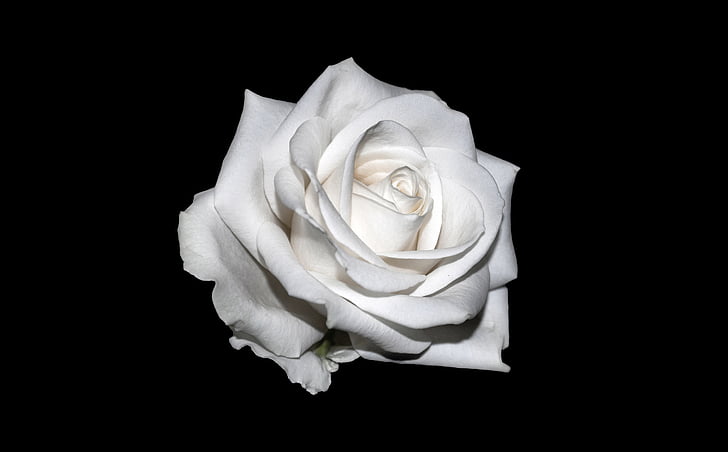 rose, white, background, white rose, creative, rose - Flower, petal