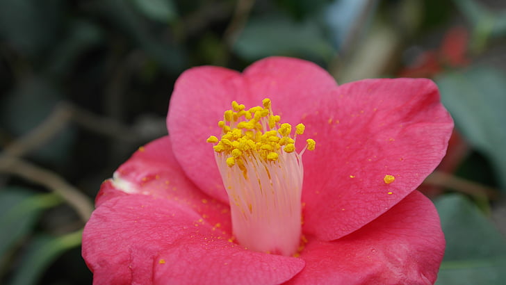 kamélia, Camellia japonica, tea tree növény, virág cserje, Flóra, természet, virágok